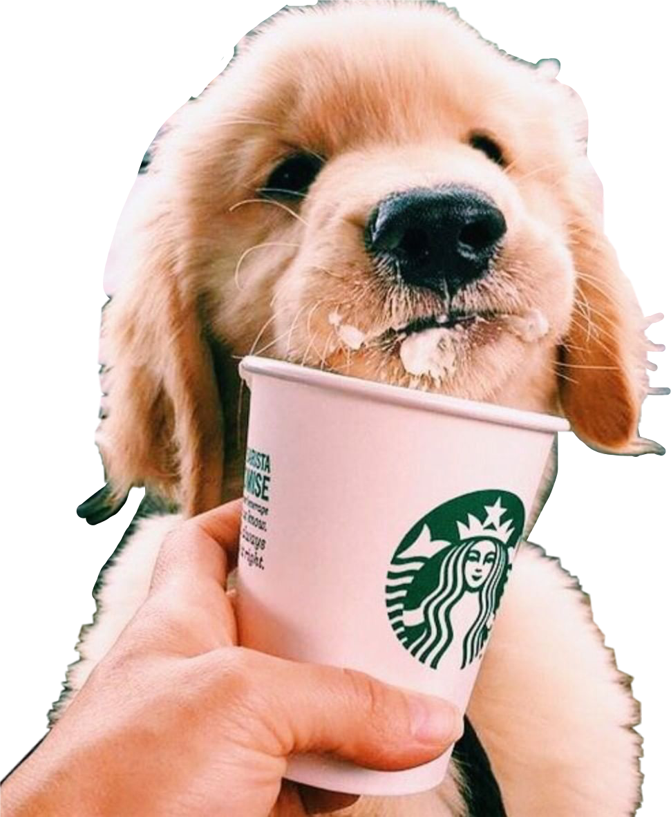 Эстетика собачек