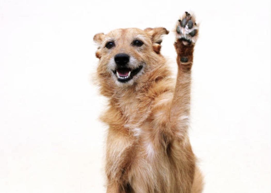 Собака с поднятой лапой