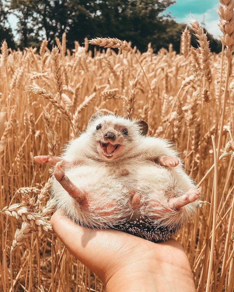 Соня Шишкова