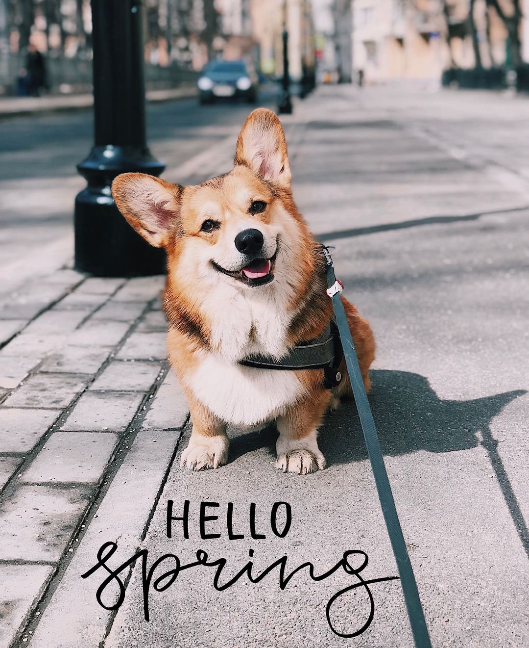 Открытка с корги