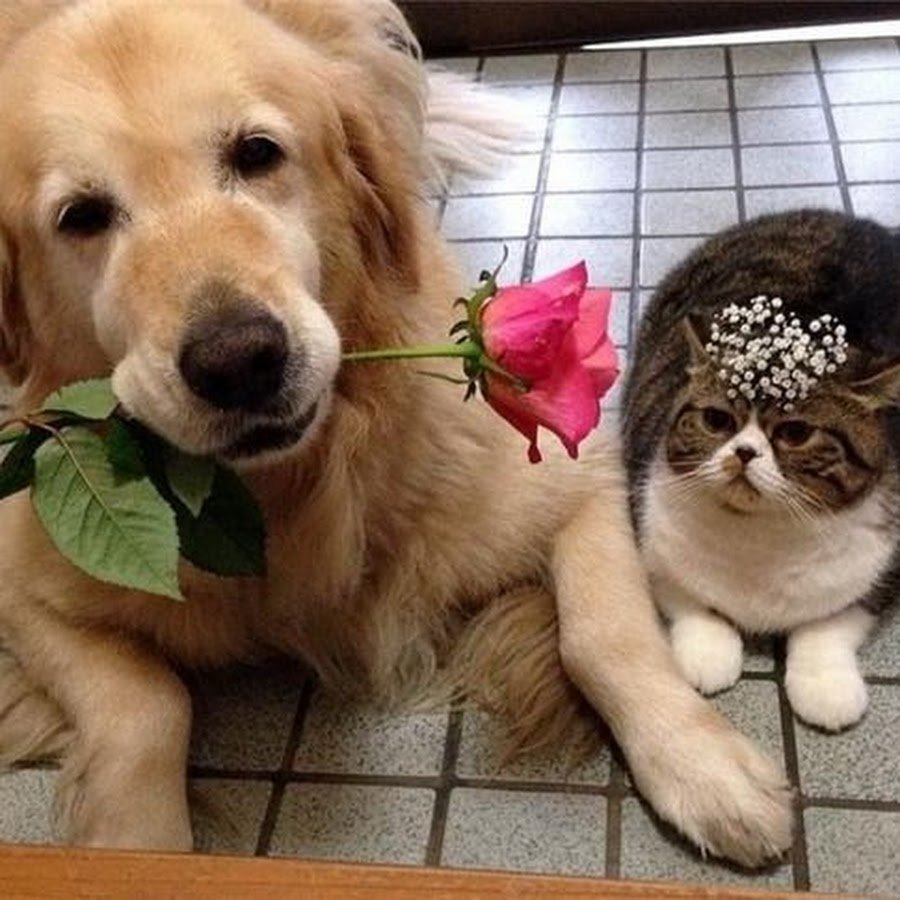 Собачка и котик с цветами