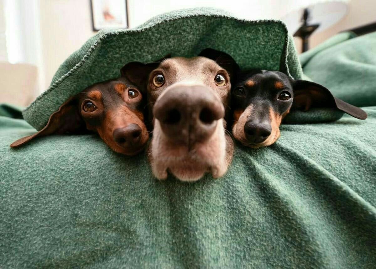 Доброе утро такса