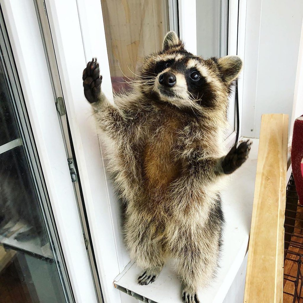 Енот полоскун смешной