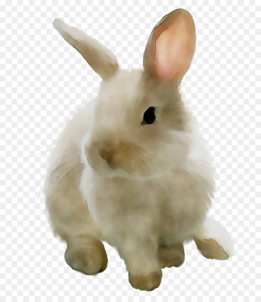 Кролик на белом фоне