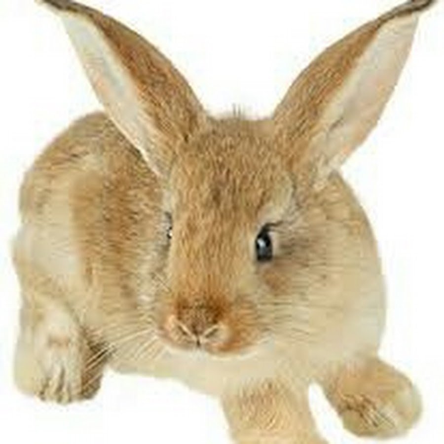 Животные на прозрачном фоне