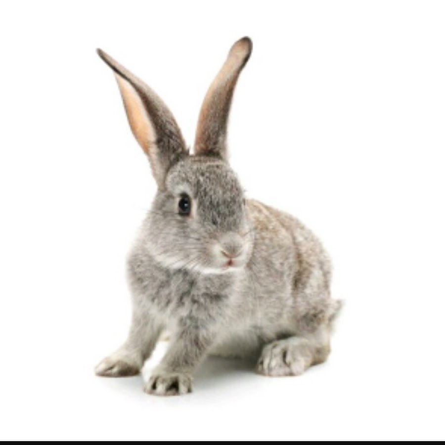 Заяц серый