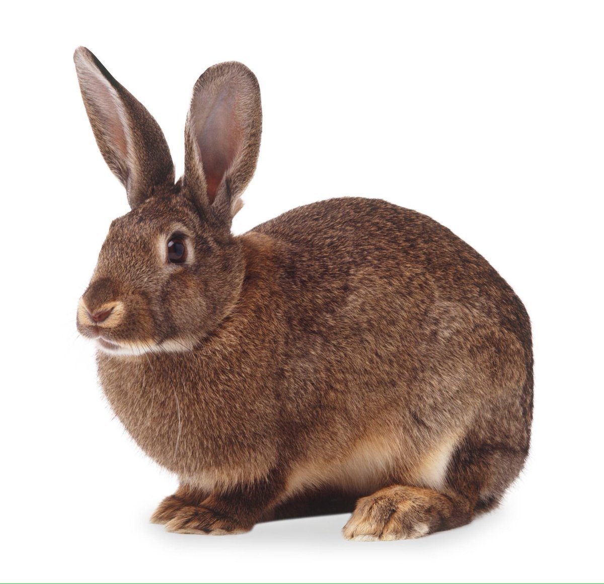 Заяц на белом фоне