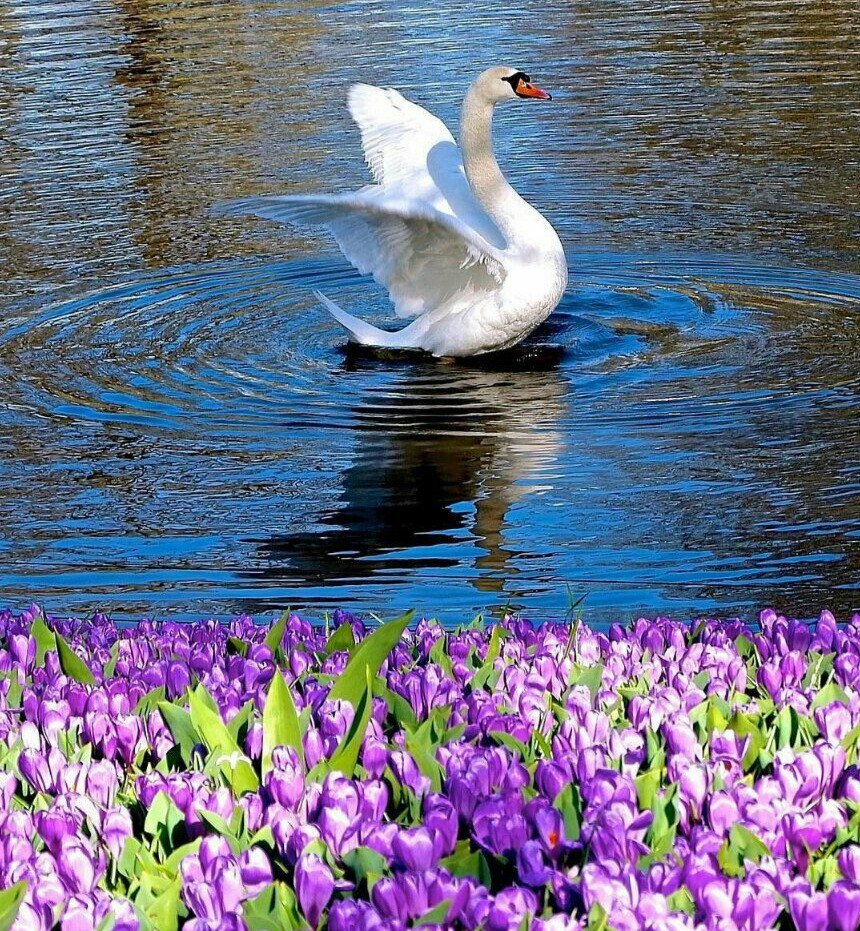 Доброе утро лебеди