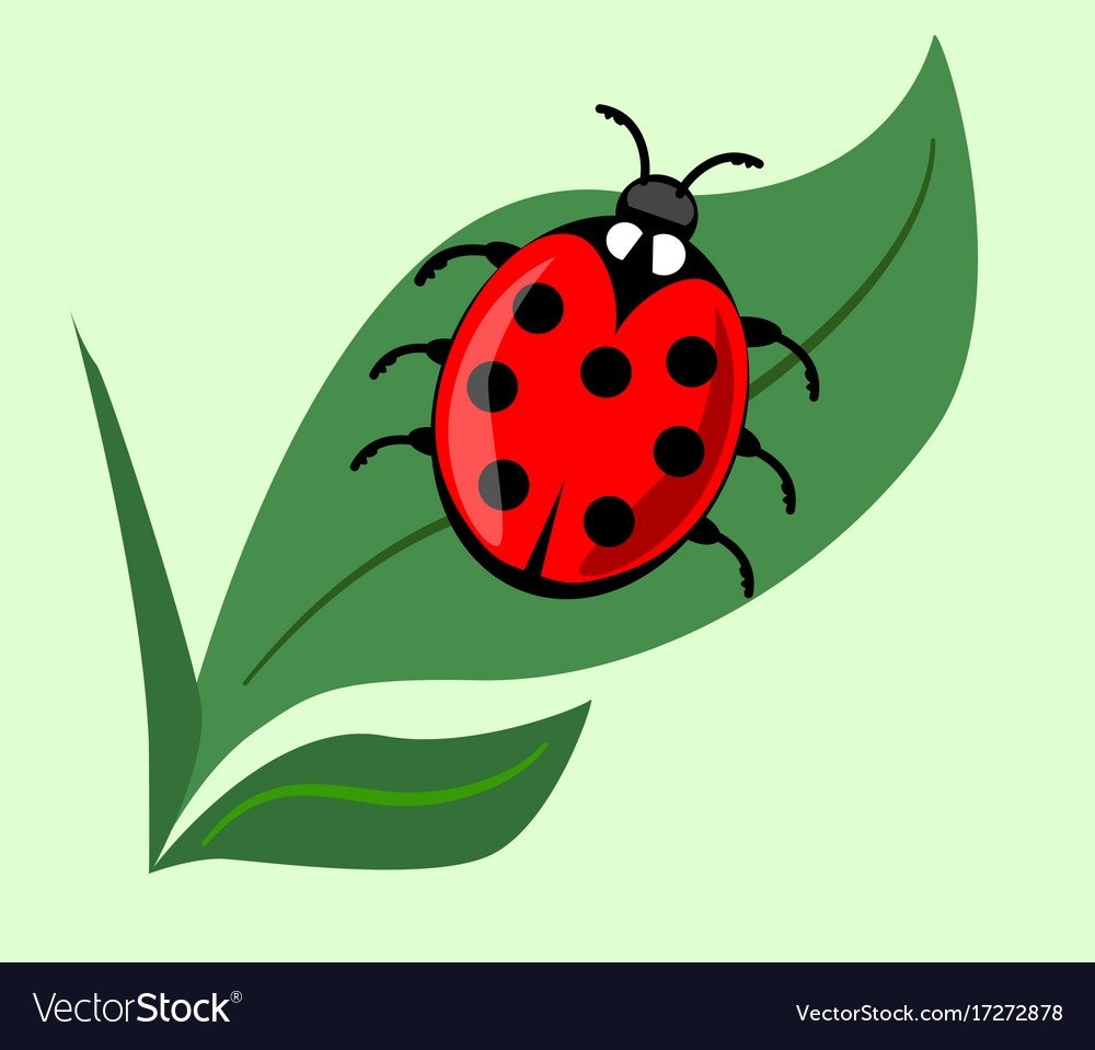 Божья коровка раскраска цветная