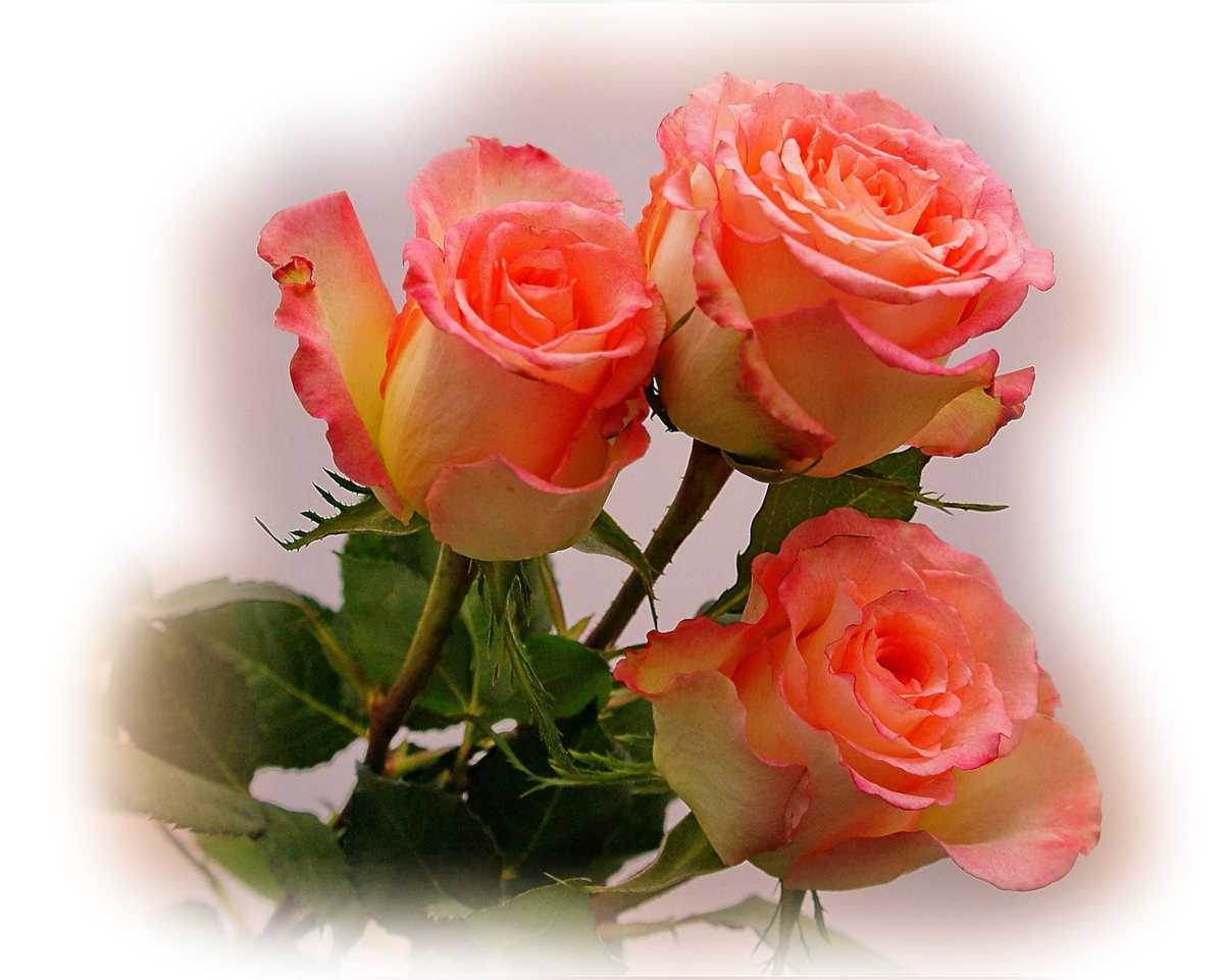 Счастливая женщина