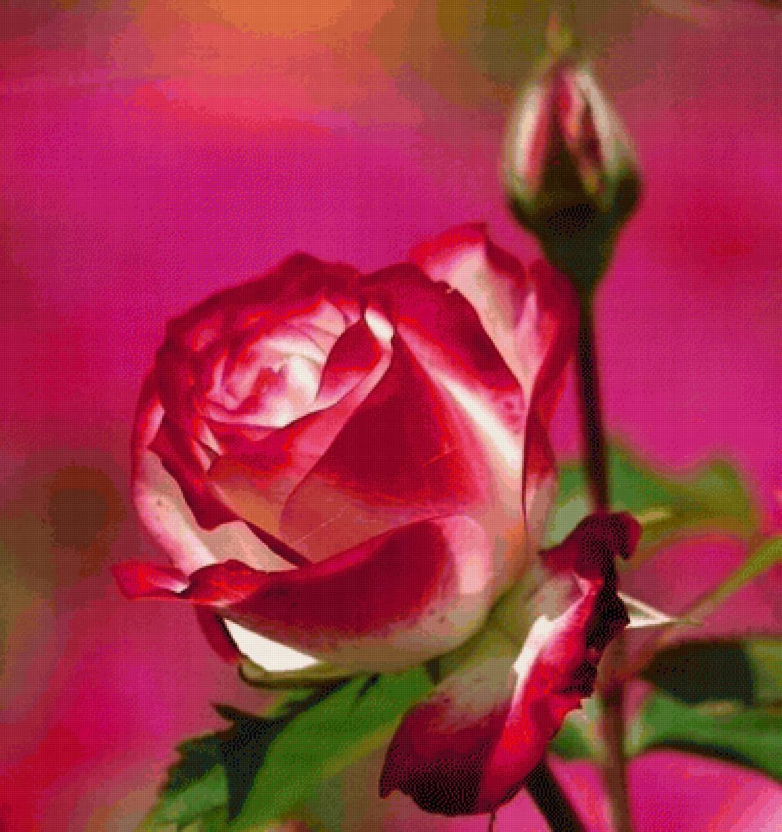 Открытки с розами