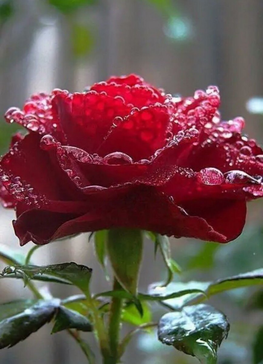 Самые красивые розы на свете