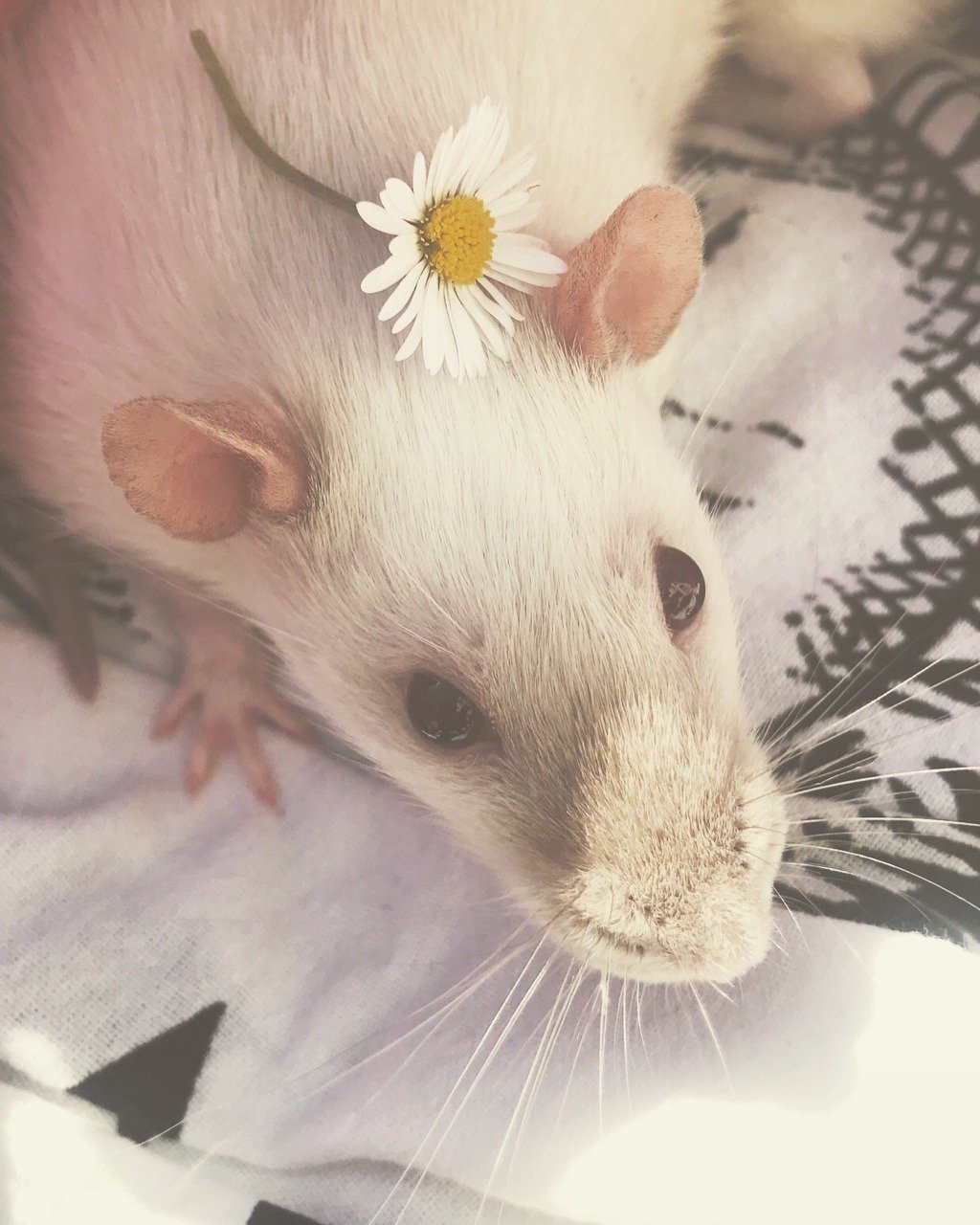 Милые крыски