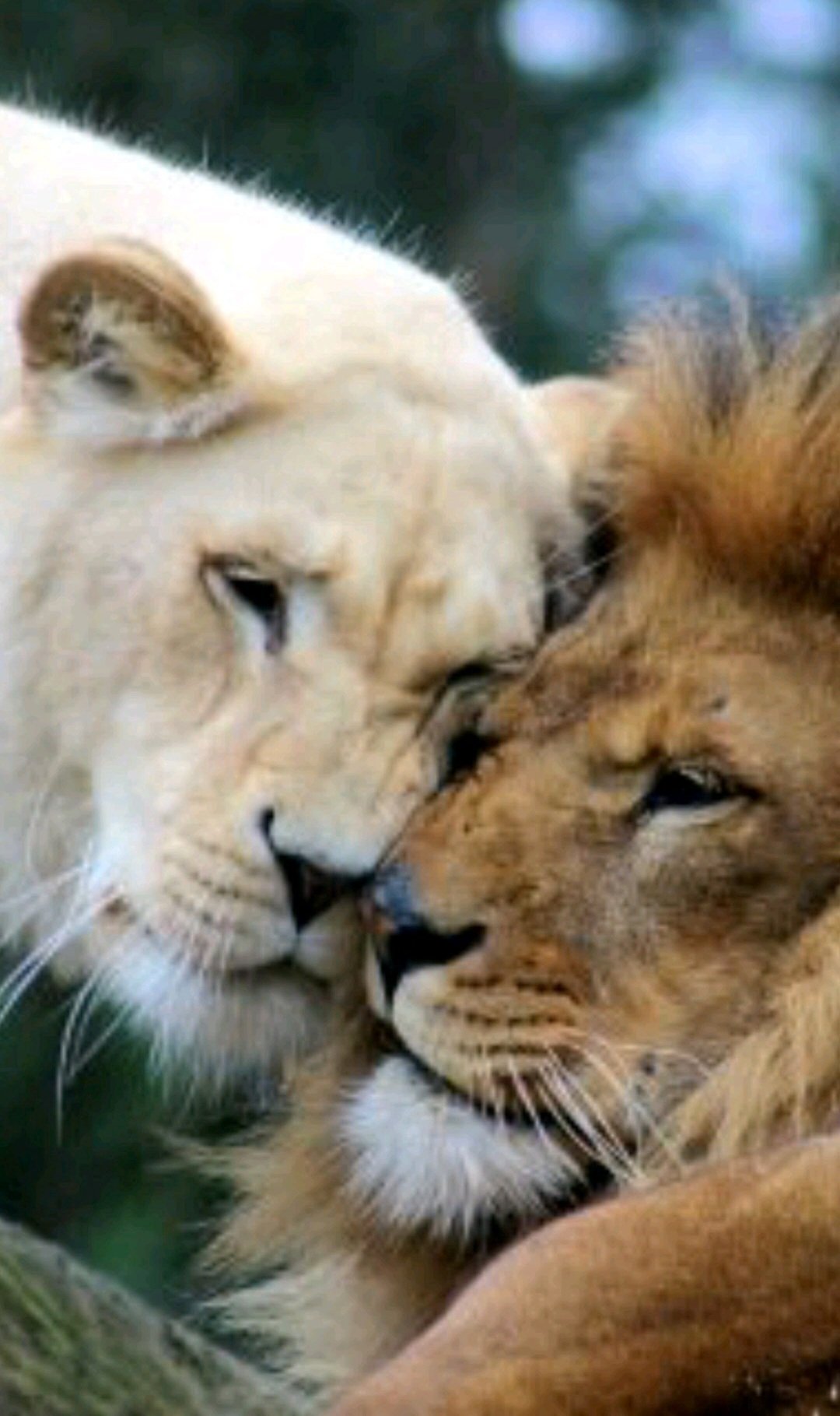 Львица со смыслом