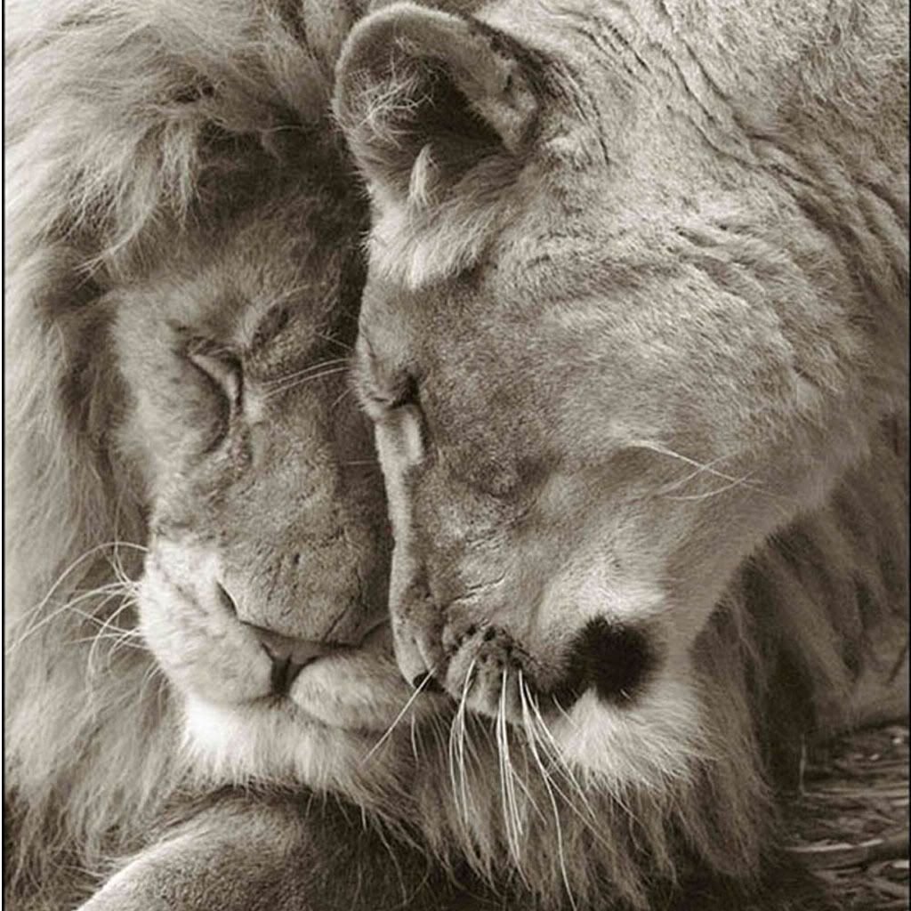Лев и львица черно белое