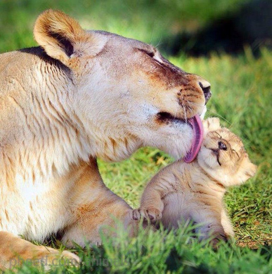 Львица и Львенок