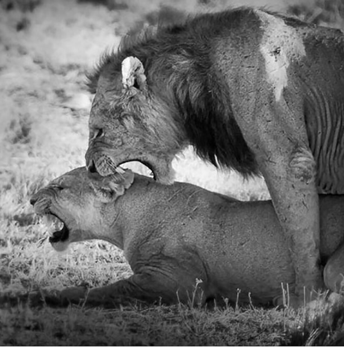 Животная страсть