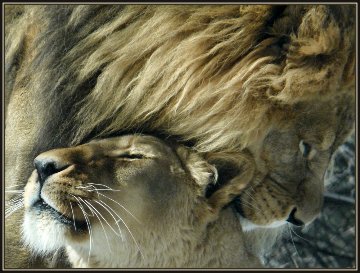 Картинки львы и львицы любовь и нежность