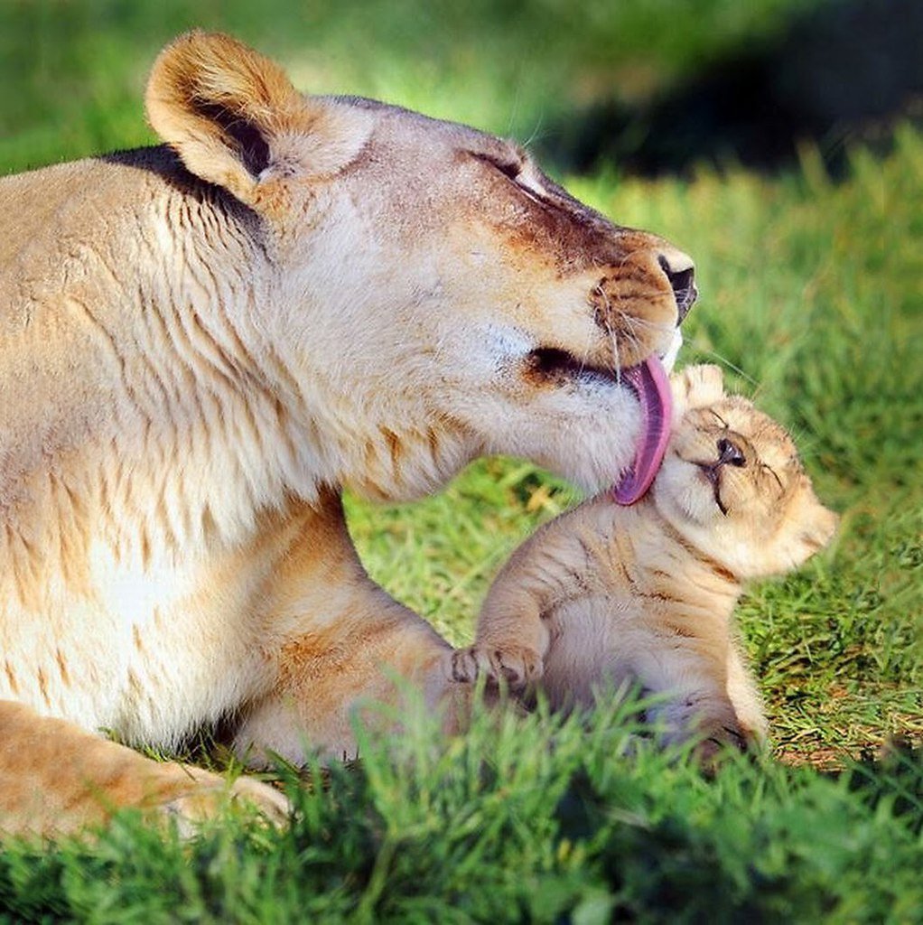 Любовь животных