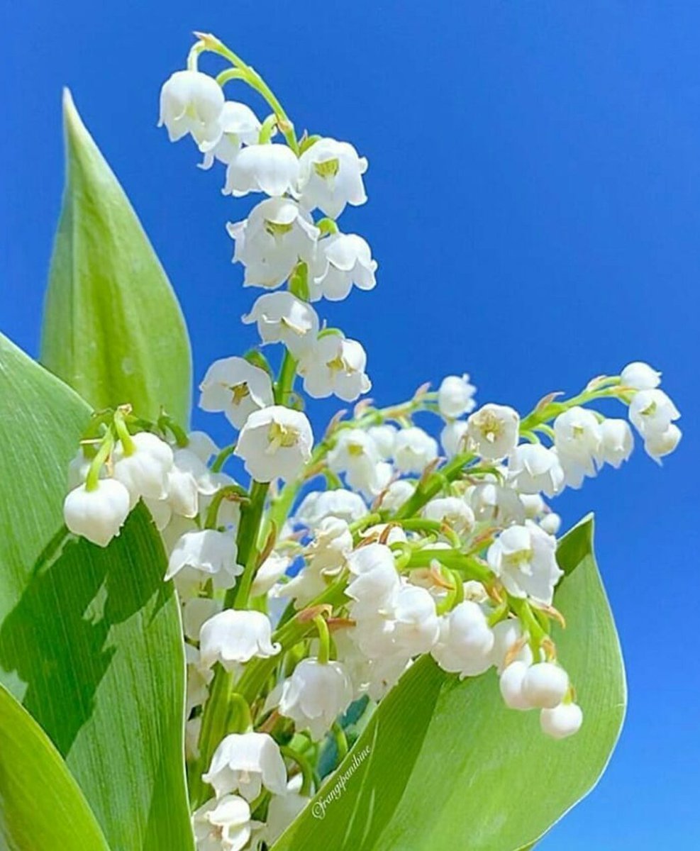 Весенние цветы на окне