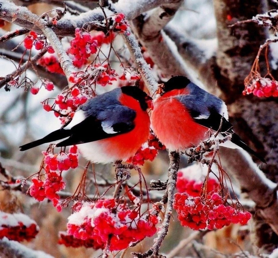Снегири на рябине