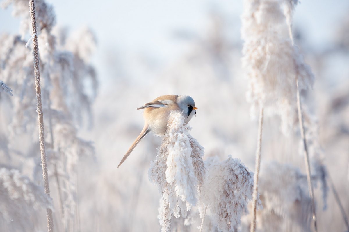 Морозный день и животные