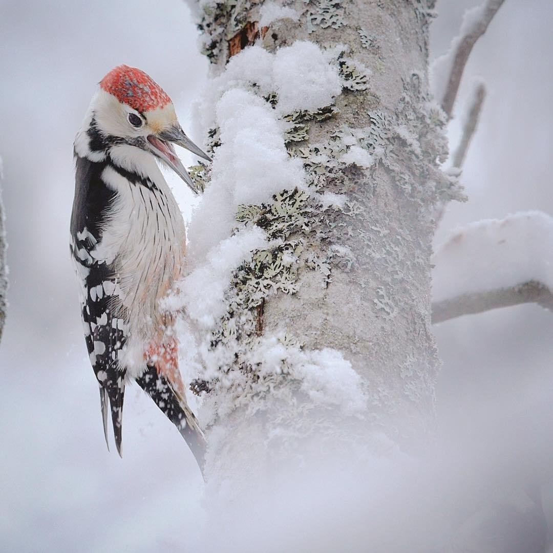 Птицы зимой в деревне
