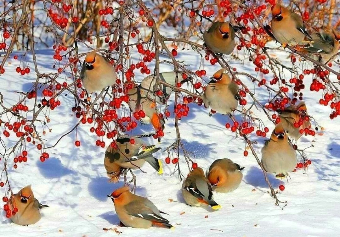 Снегири и синички зимой