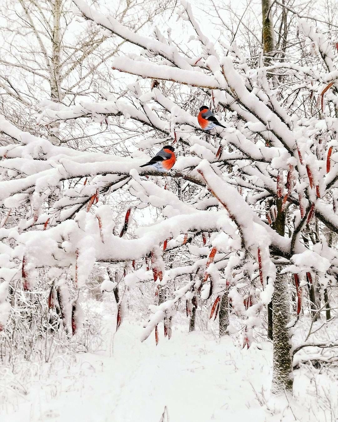 Снегири на Березе зимой