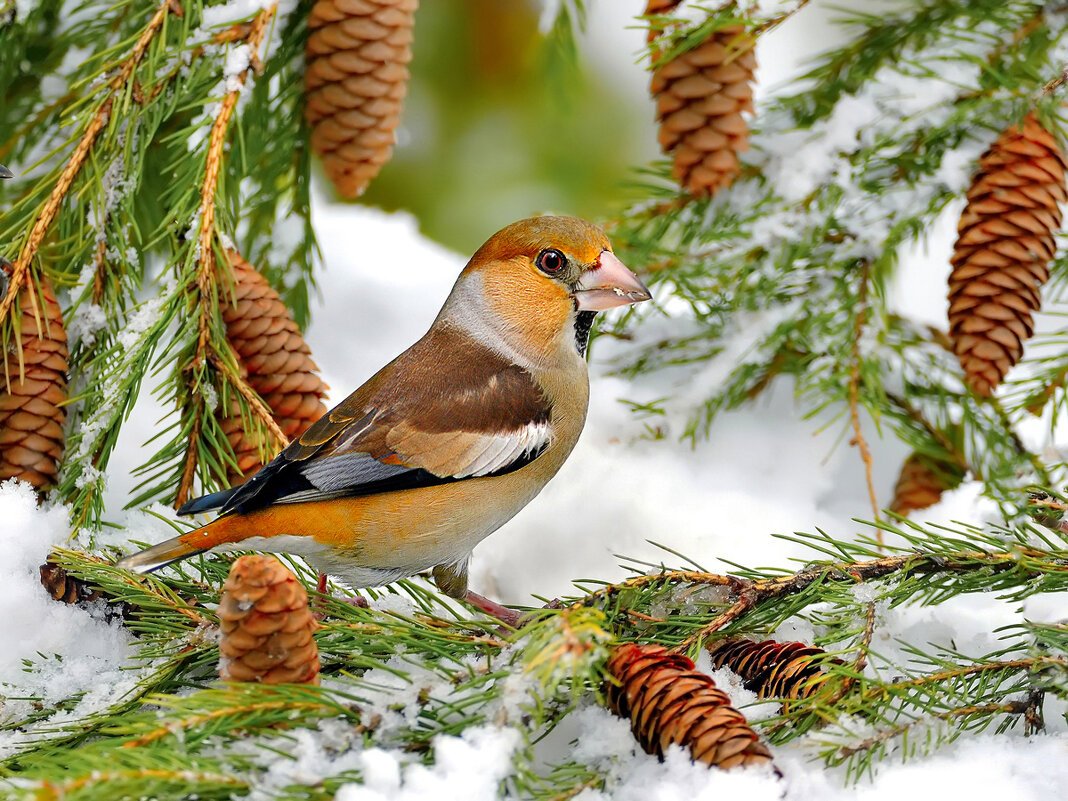 Птицы в зимнем лесу