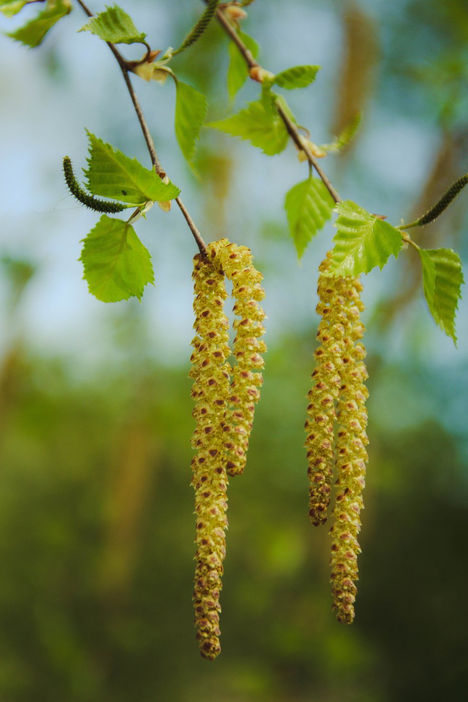 Береза бородавчатая сережки