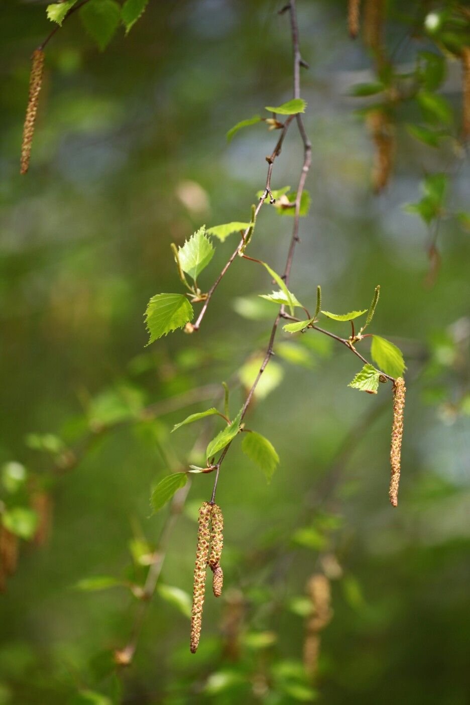Берёза листики серёжки