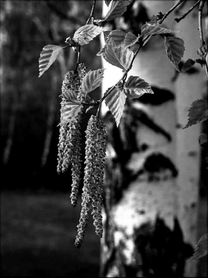 Сережки березы осенью