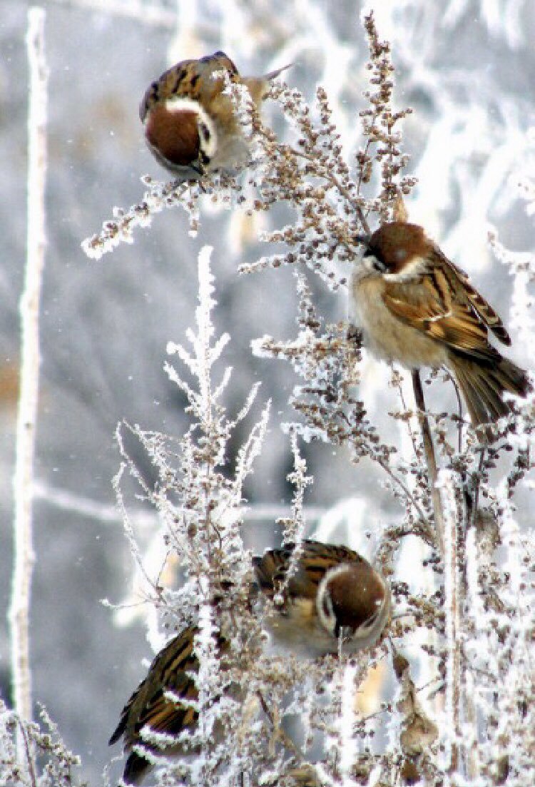 Птица, которая лучше всего передвигается по снегу, – это …