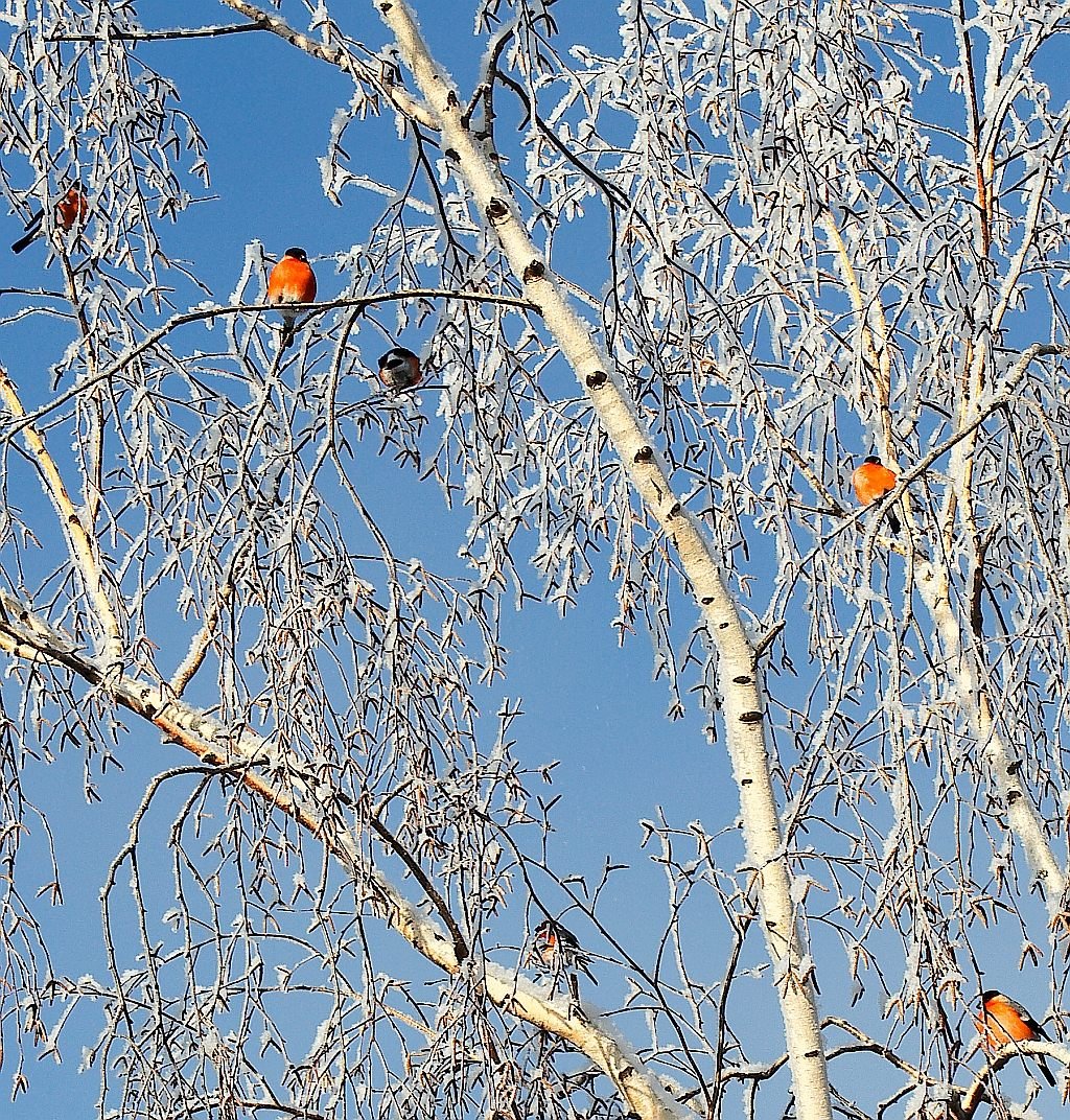 Желтогрудый Снегирь