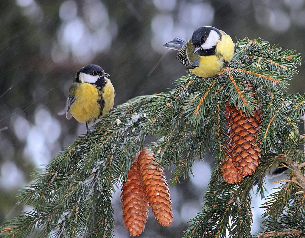Роберт Бейтман синицы картины