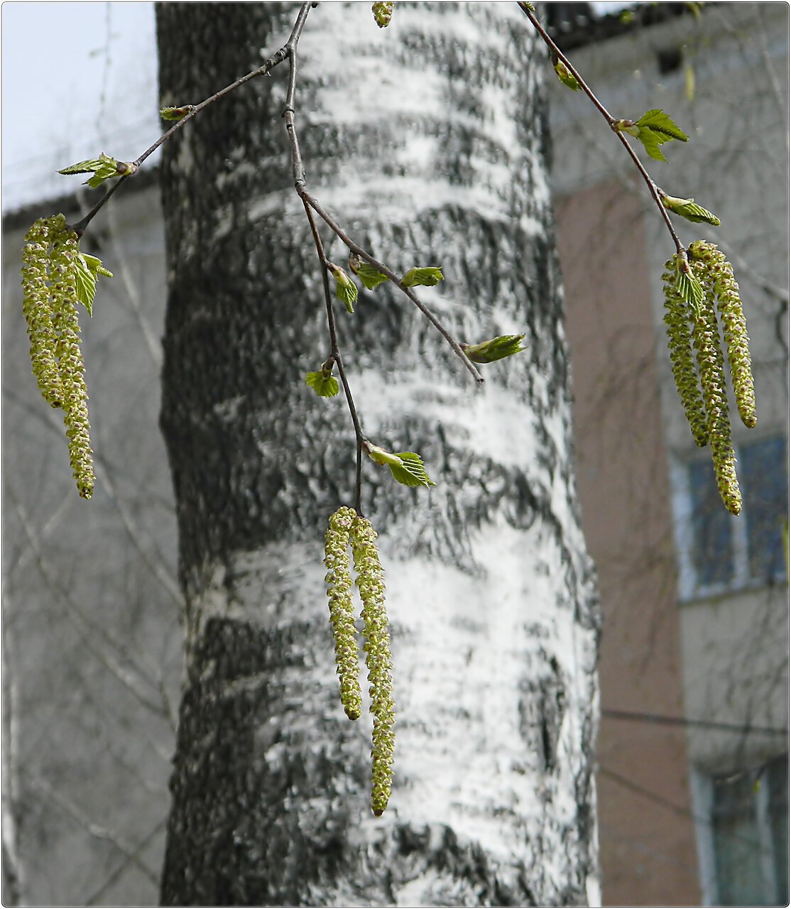 Береза листья сережки