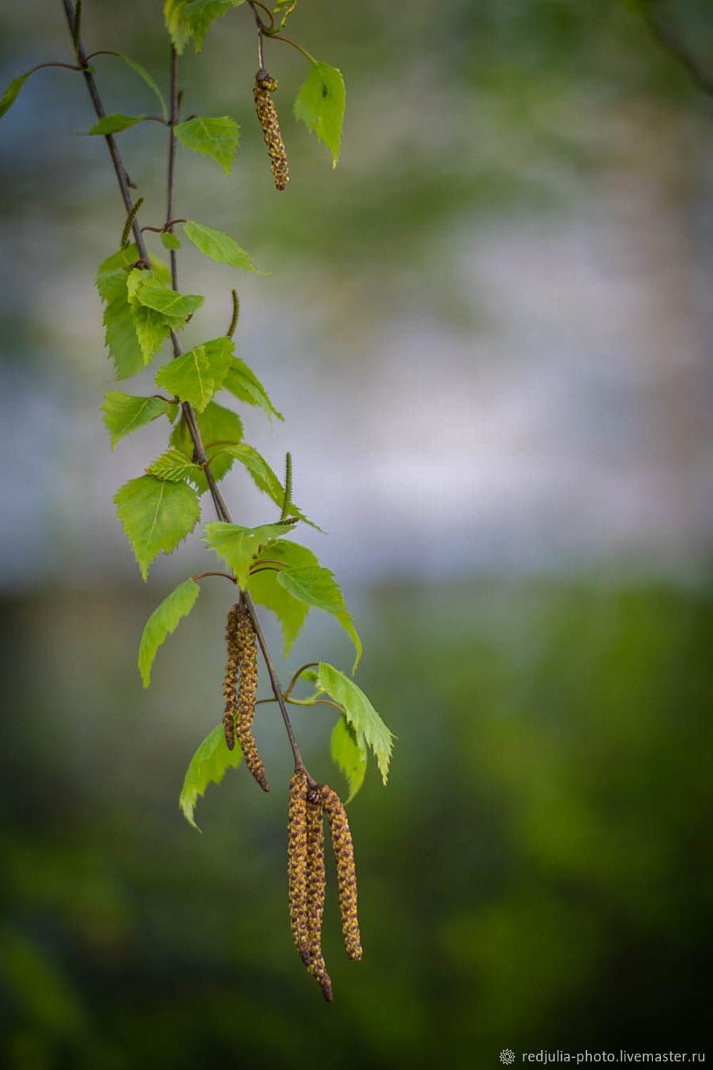 Березовые бруньки