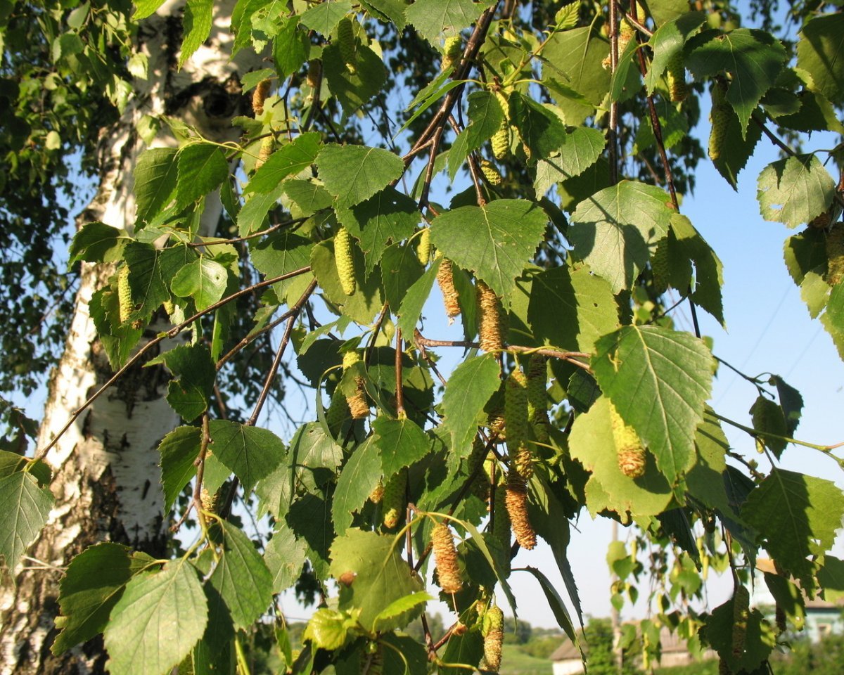Деревья береза с сережками картинки