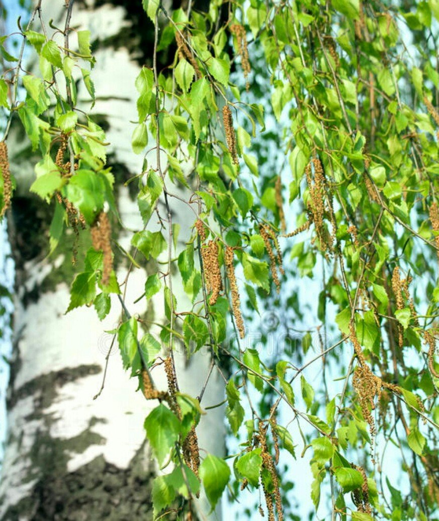 Цветущие березы