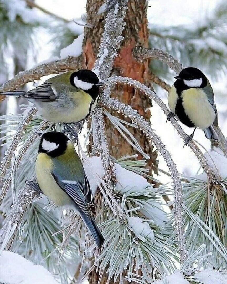 Синички зимой