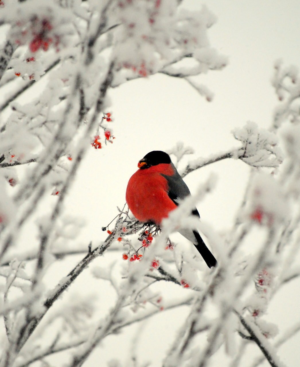 Птицы зимой