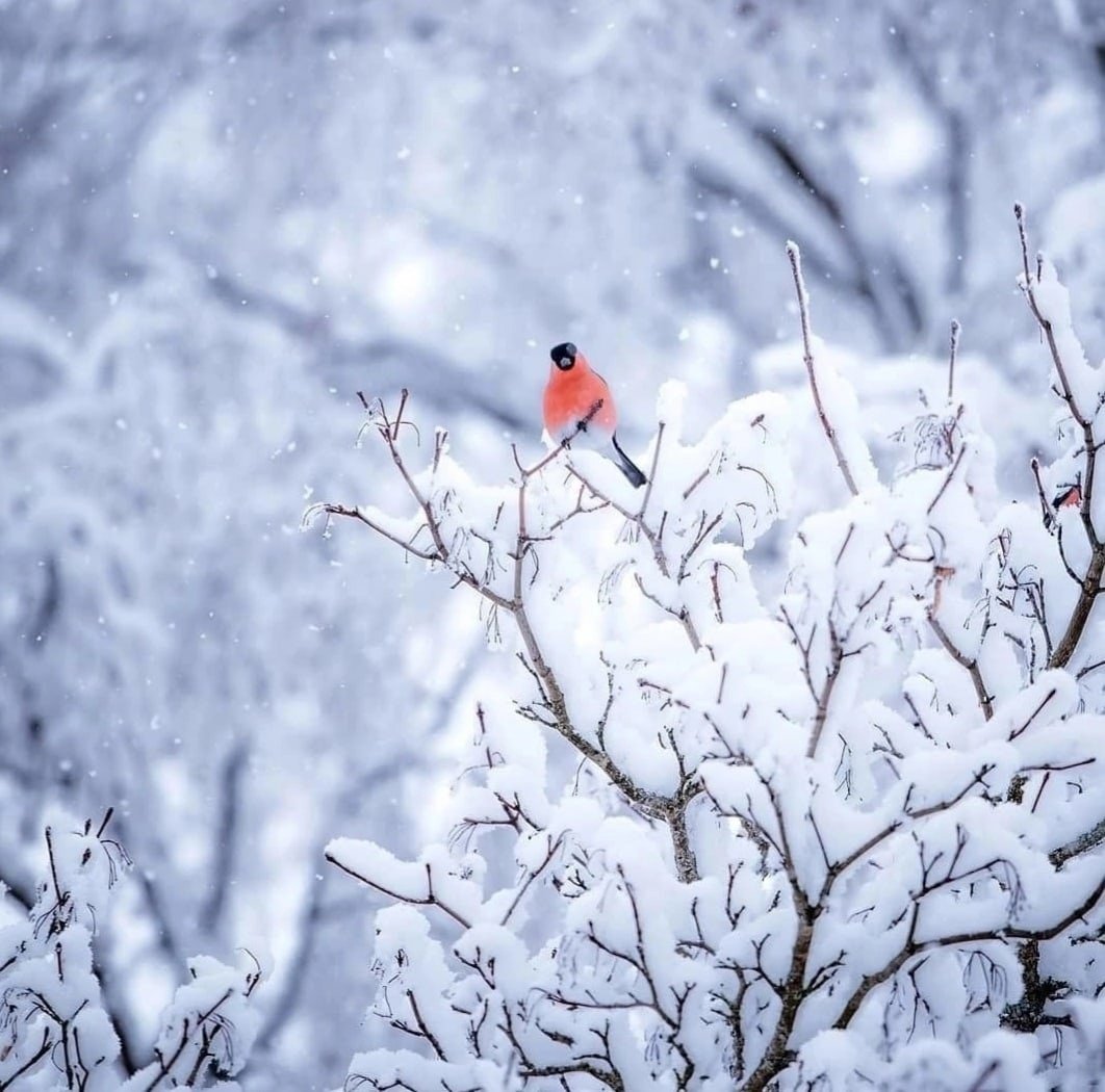 Кормушка для птиц в лесу зимой