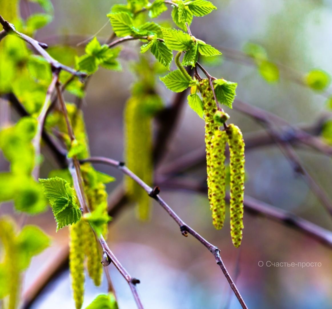 Береза весной