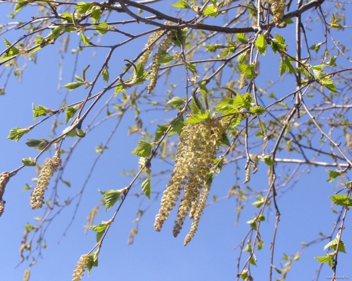 Клейкие листочки березы