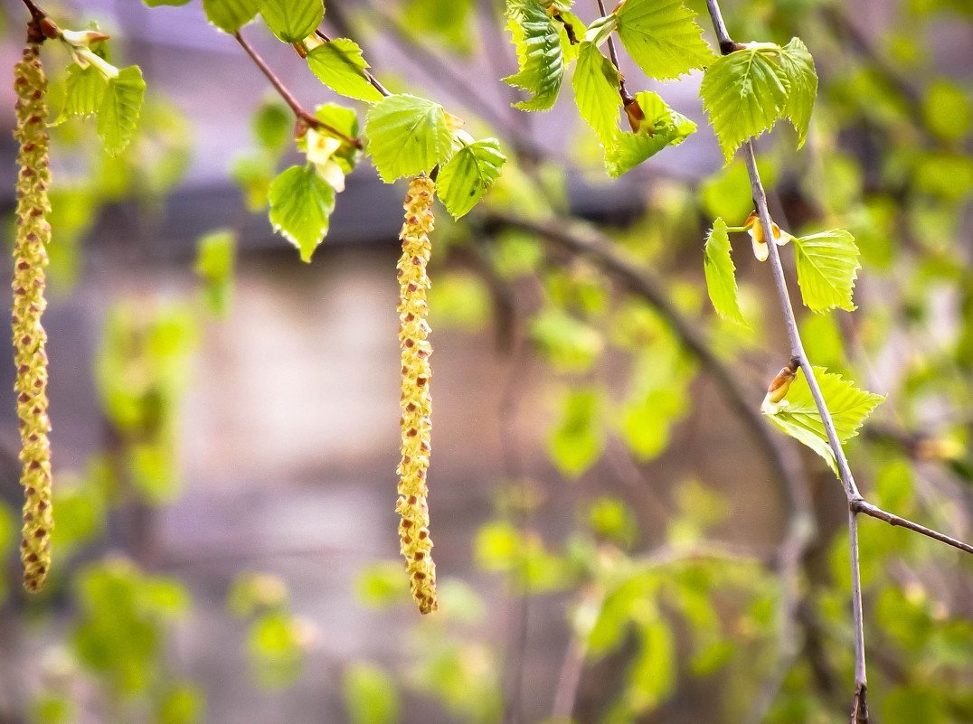Листочки и сережки Березки
