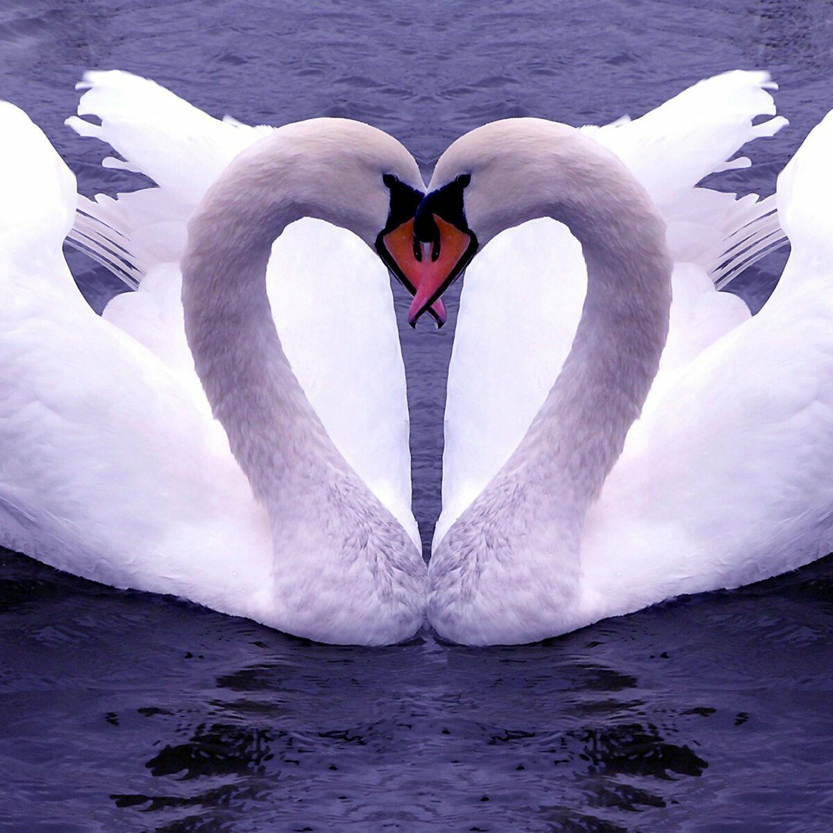 Картинки любви и верности