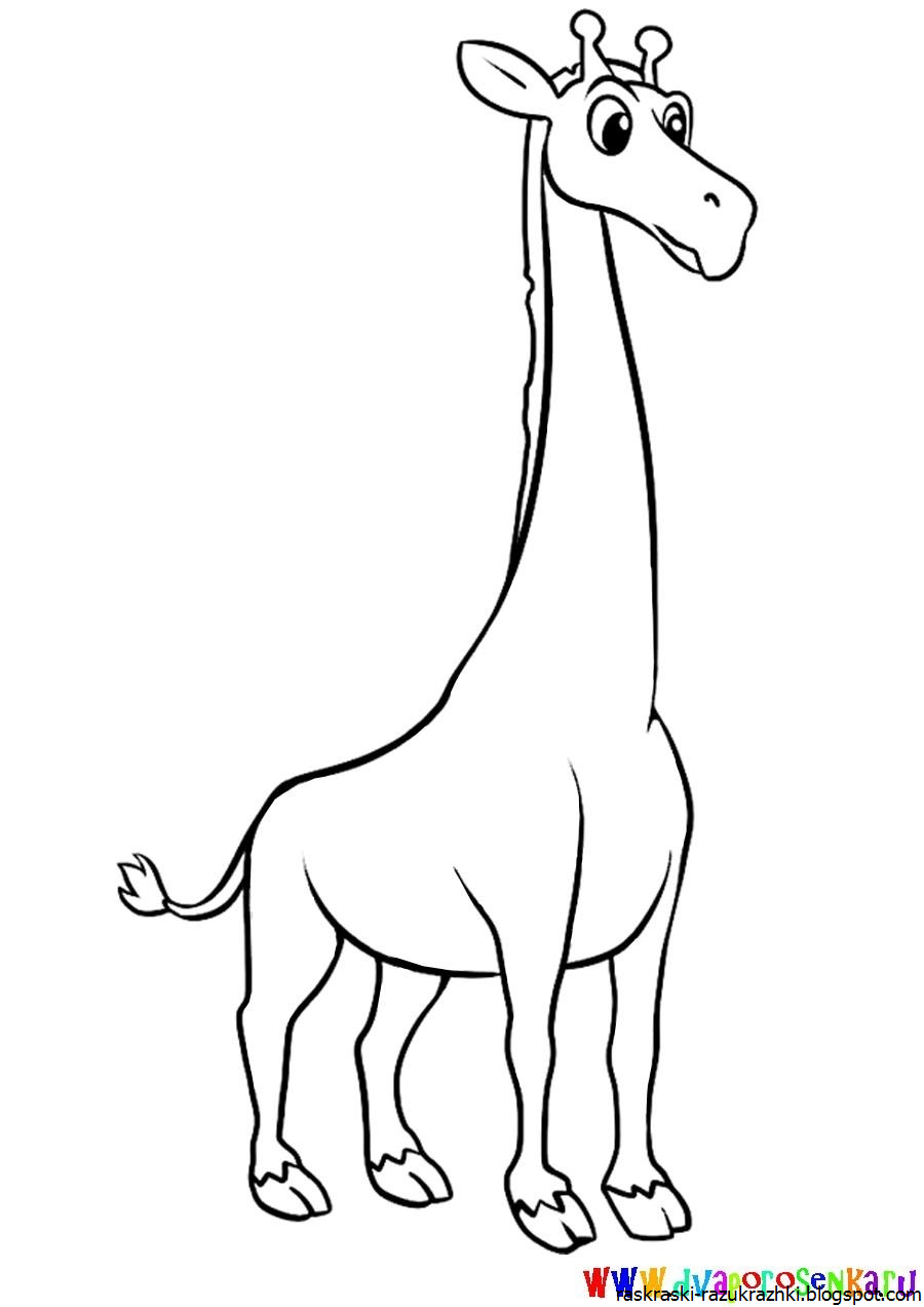 Жираф без пятен раскраска для детей