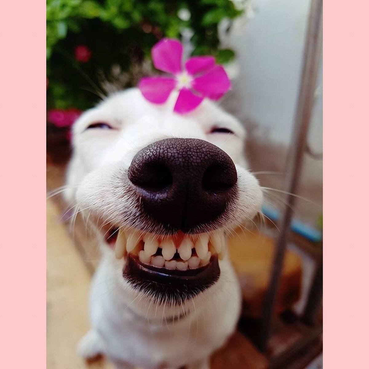 Смешные собаки