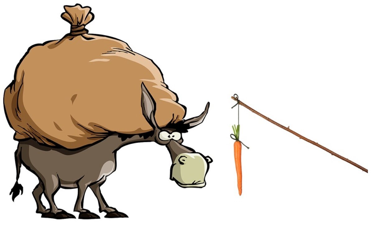 Морковка перед носом